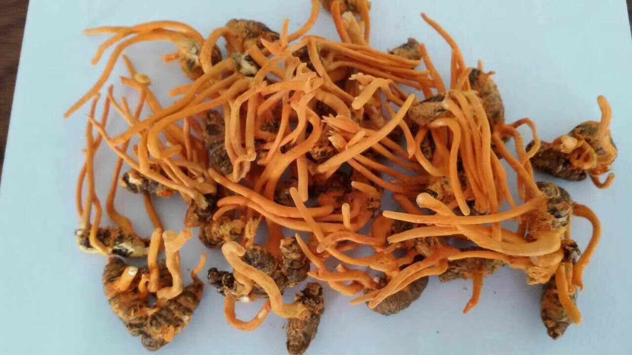 蛹蟲草